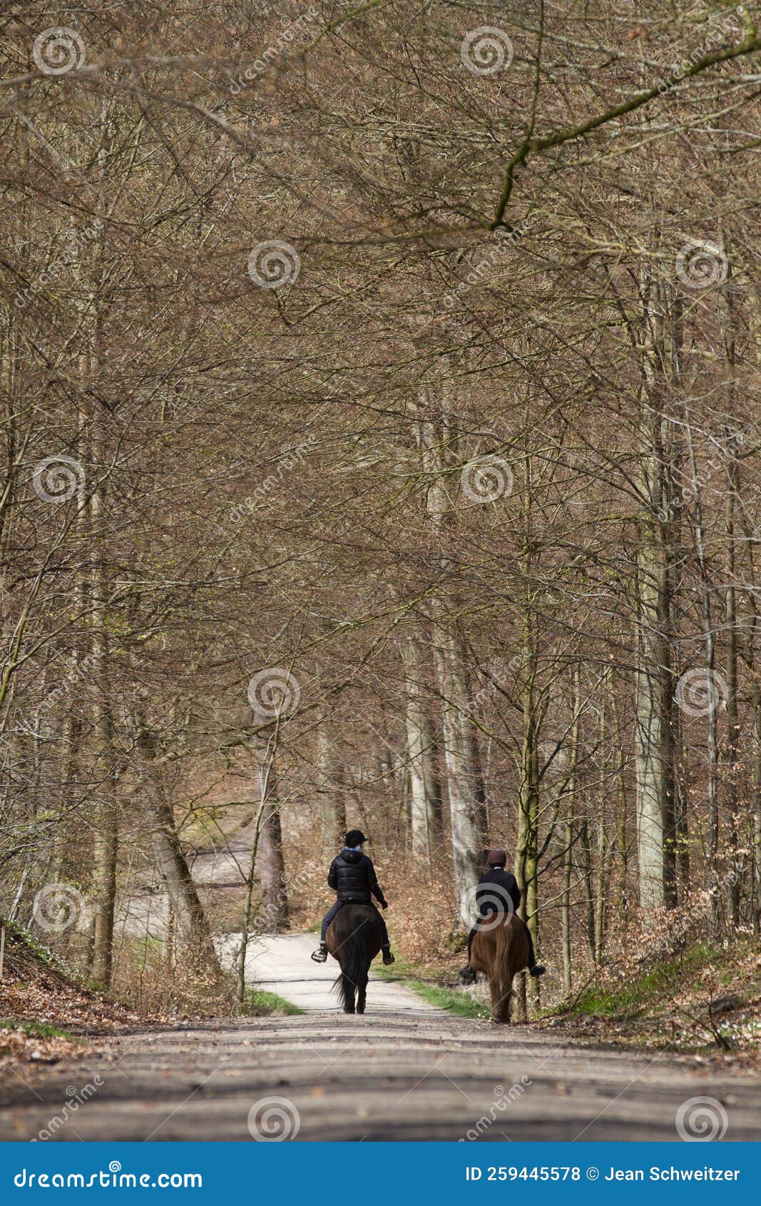Riding Horse in a Forest in Denmark Stock Photo Image of hobby
