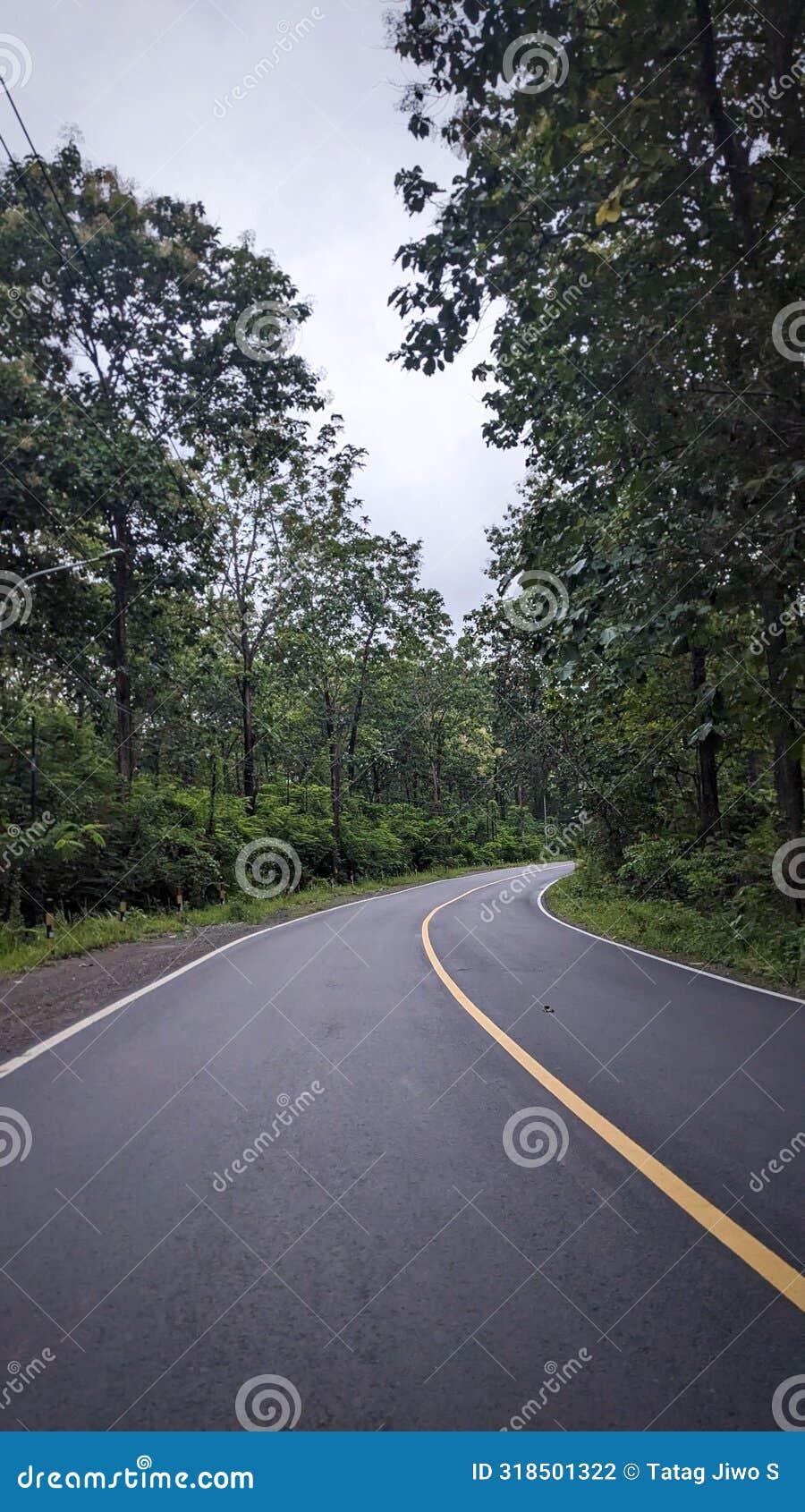 riding on the lonely road between teak forest. cepu - blora. central java