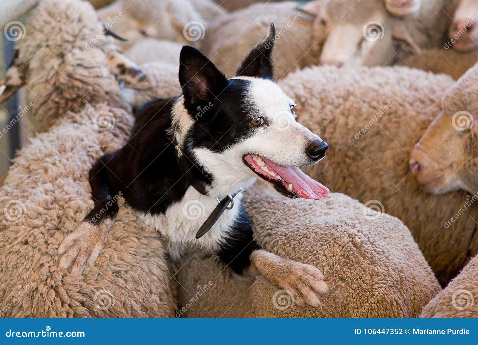 merino sheep dog