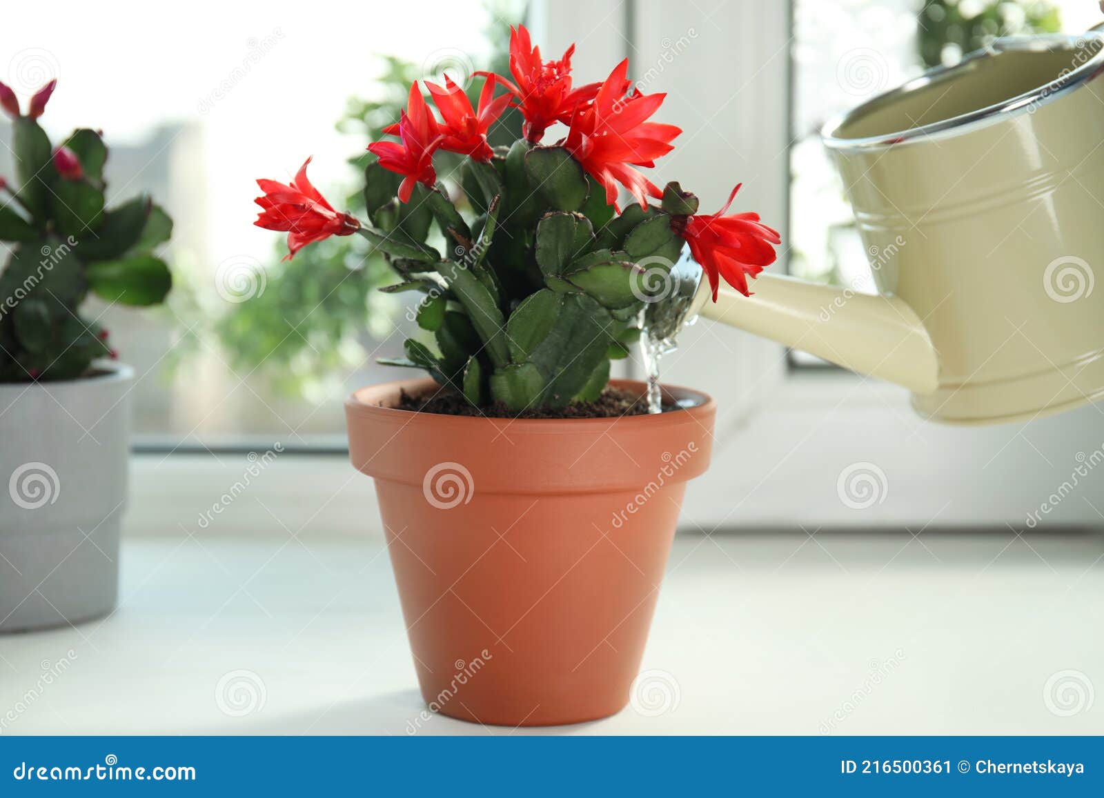 Riego Hermosa Floración Schlumbergera Planta Navidad O Acción De Gracias Cactus En Olla En El Alféizar De La Ventana Imagen de archivo - Imagen de casa, floral: 216500361 Riego Hermosa Floración Schlumbergera Planta Navidad O Acción De Gracias Cactus En Olla En El Alféizar De La Ventana Imagen de archivo - Imagen de casa, floral: 216500361