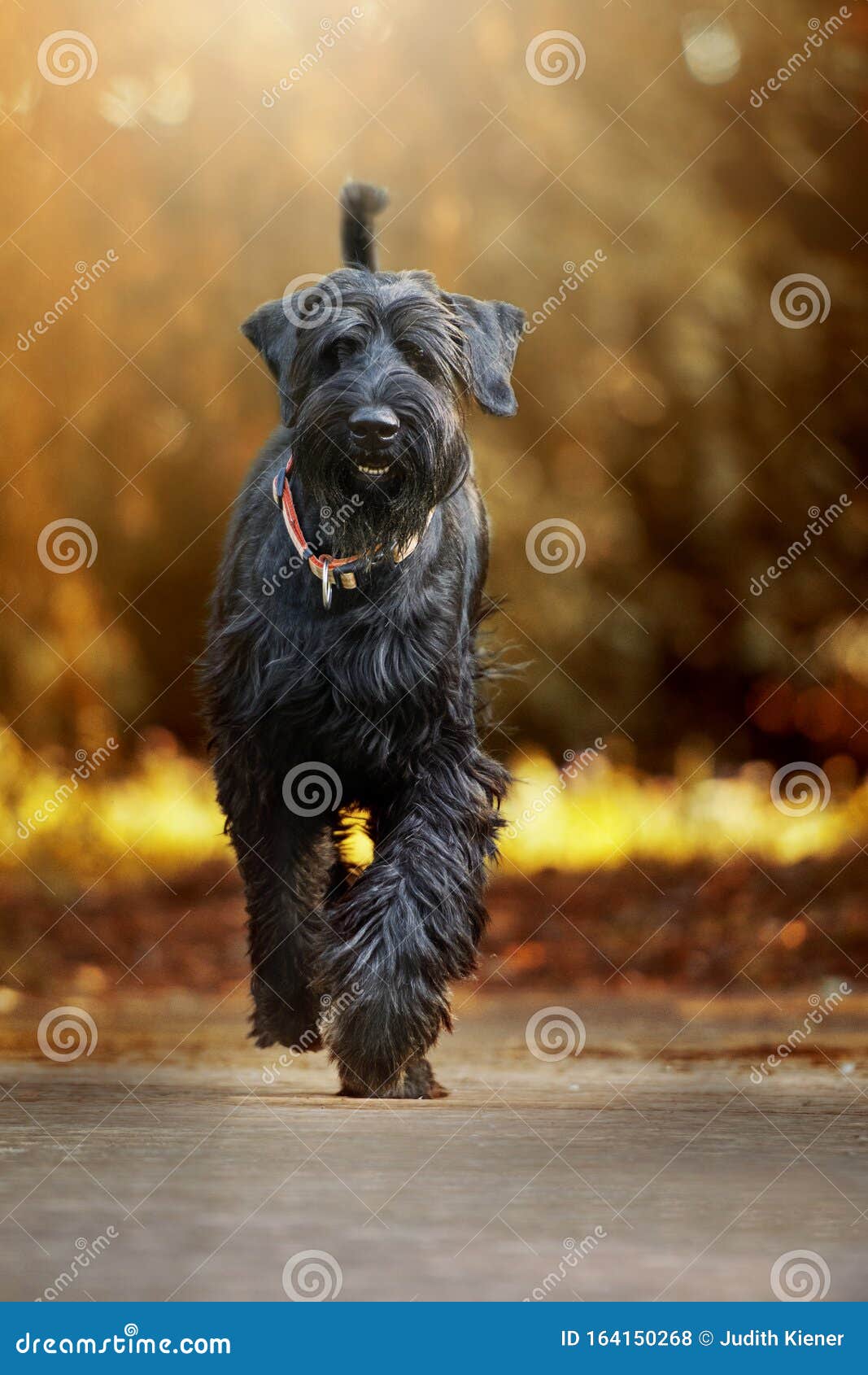 Giant Schnauzer Dog Walking on a Path Stock Photo Image of outdoor