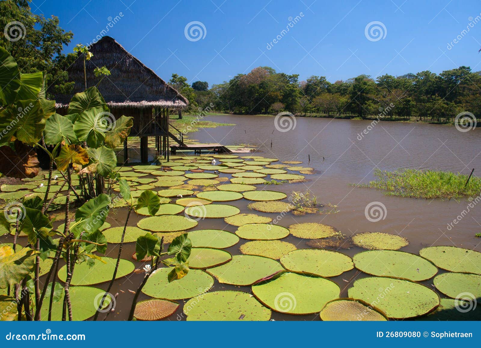 Riesige Lillies Im Amazonas, Kolumbien Stockfoto Bild