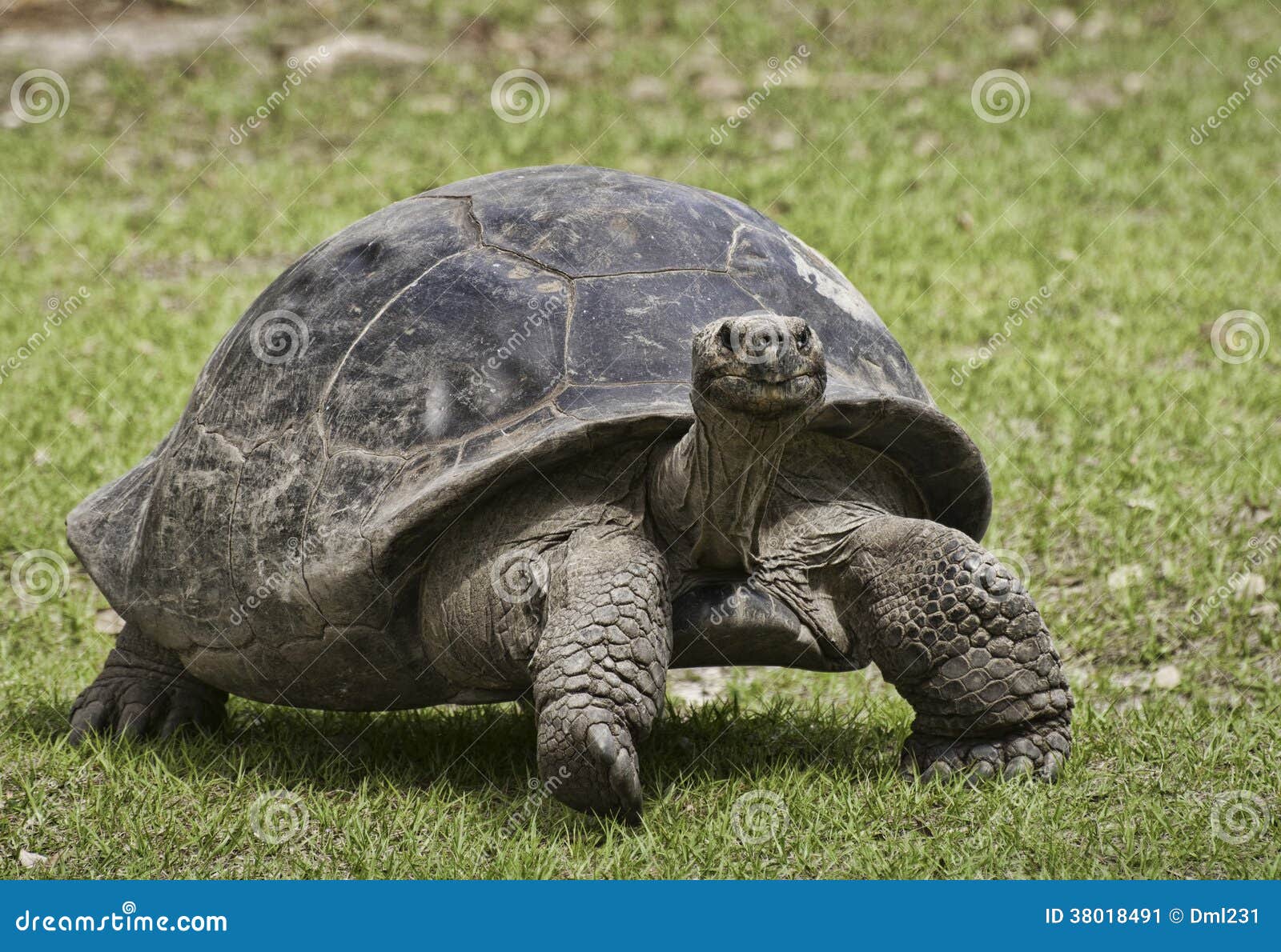 Stellung schildkröten Yoga Vidya