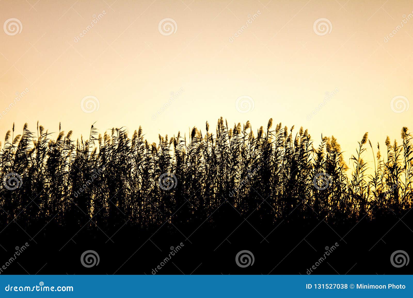 Rietsilhouet in de lagune ‚La Albufera ‚. Het riet silhouetteert in de lagune ‚La Albufera ‚bij zonsondergang in Valencia, Spanje