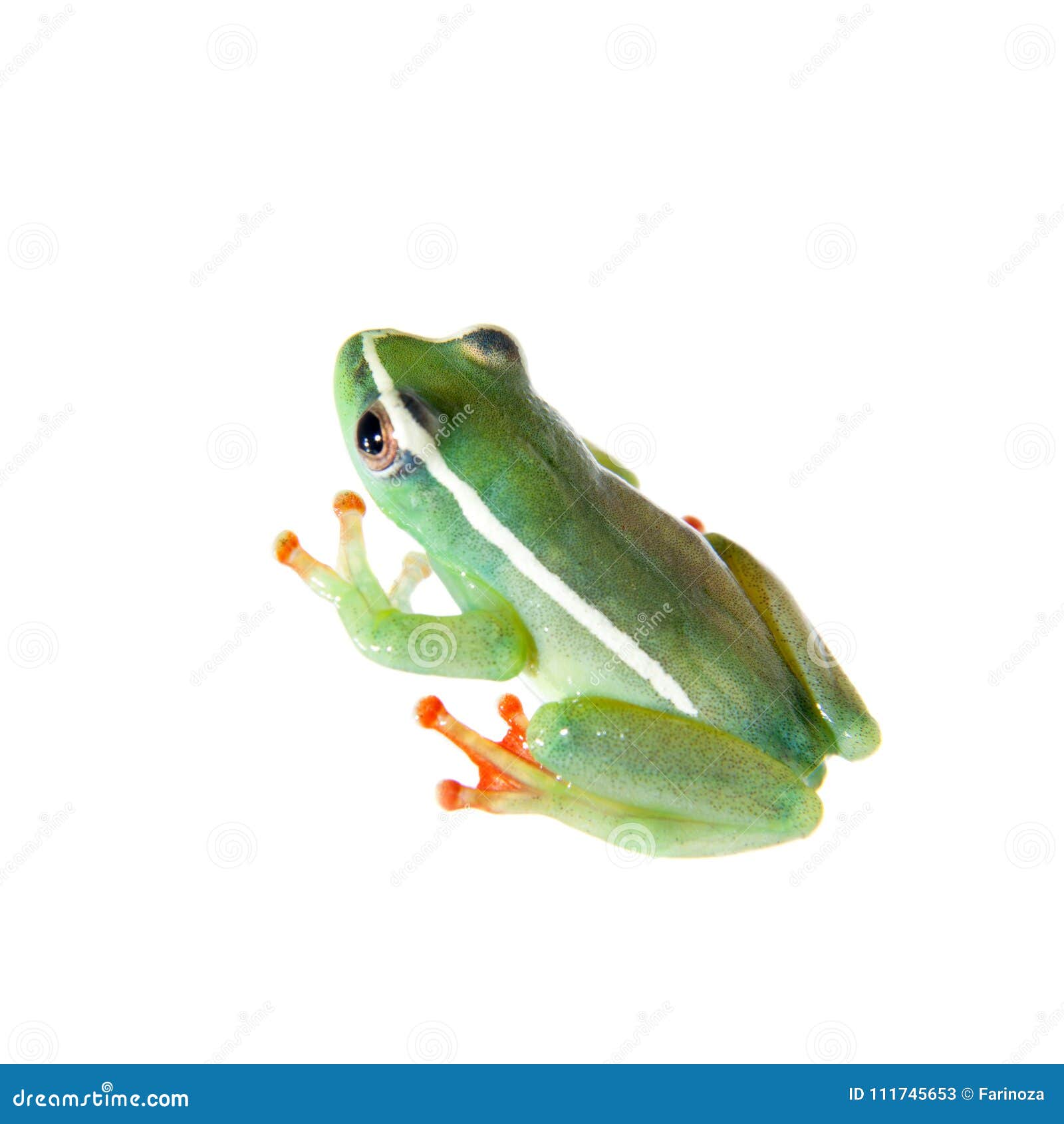 2,656 S Frog Stock Photos - Free & Royalty-Free Stock Photos from