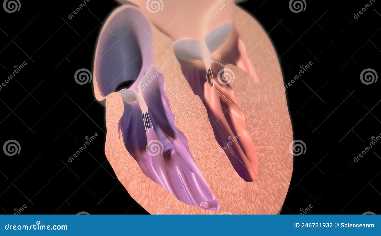 The Right Atrium Receives Blood from the Veins and Pumps it To the