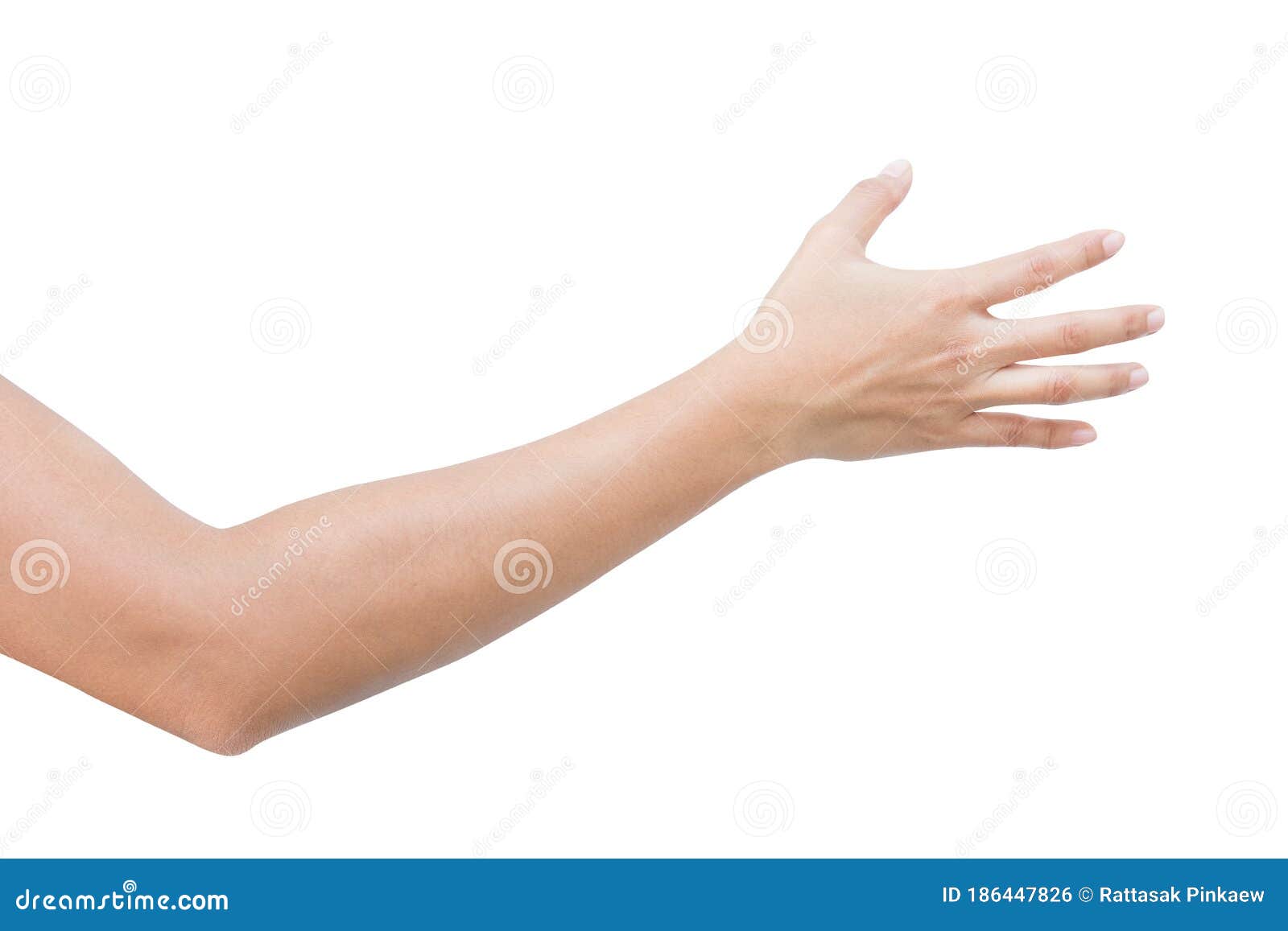 Лицевая сторона руки. Женская рука. Ладонь сбоку. Вытянутая женская рука. Женская рука от плеча.