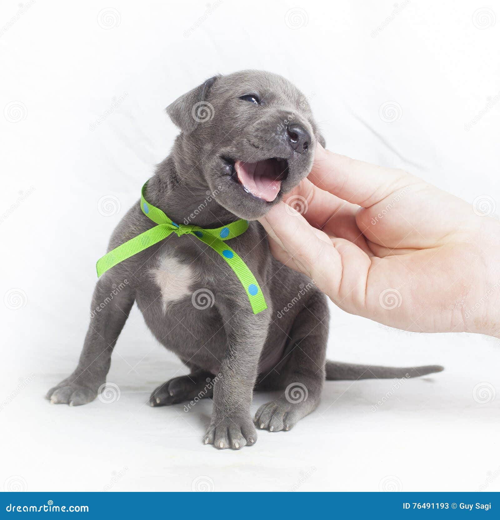 puppy itching collar