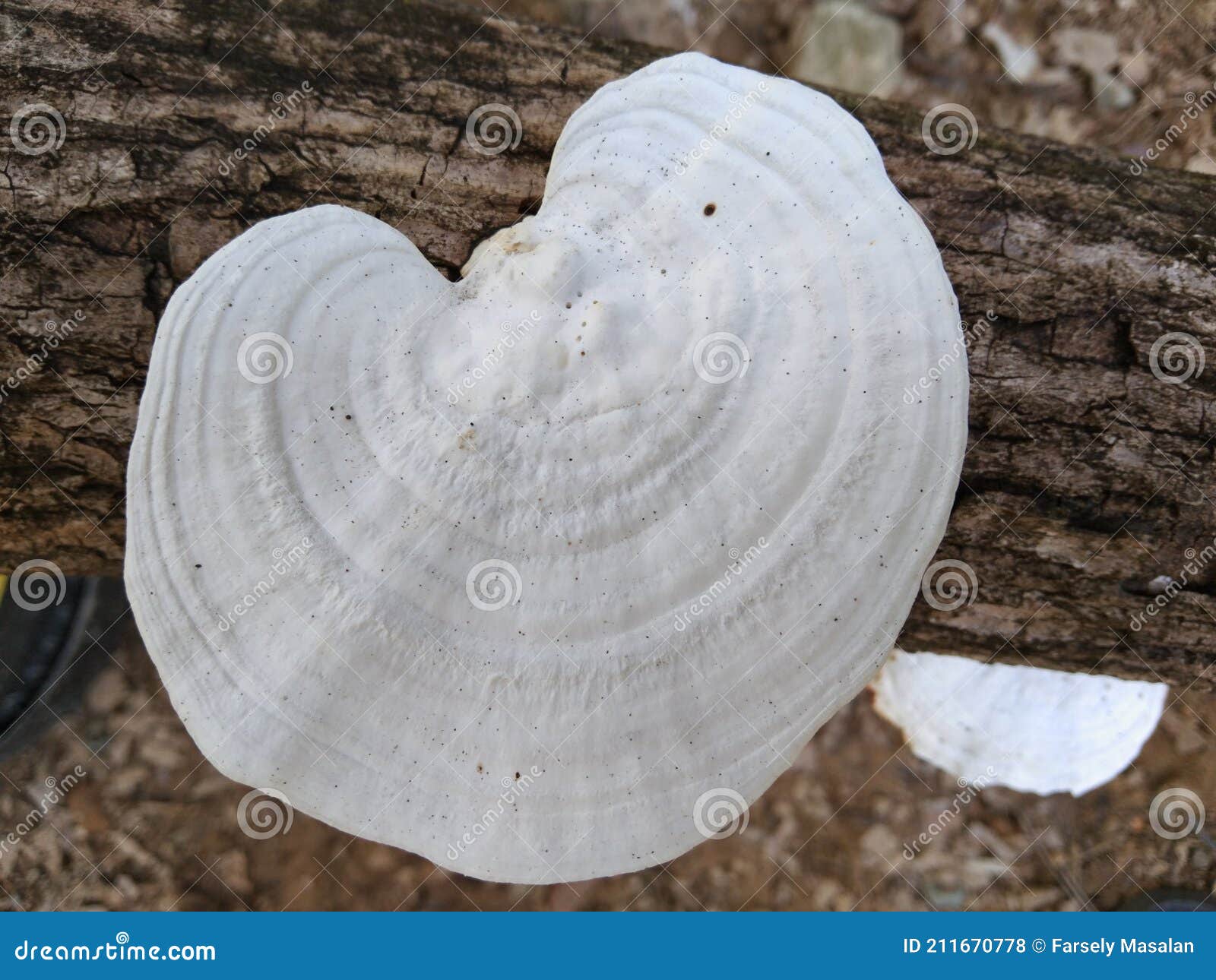 Rigidoporus Lignous Rubber Tree Stock Photo Image of fungus, tree 211670778