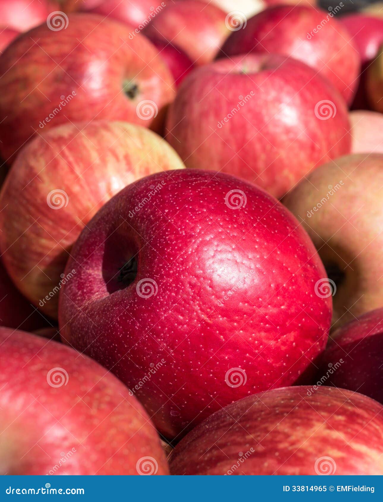 honey crisp apples honey crisp apples