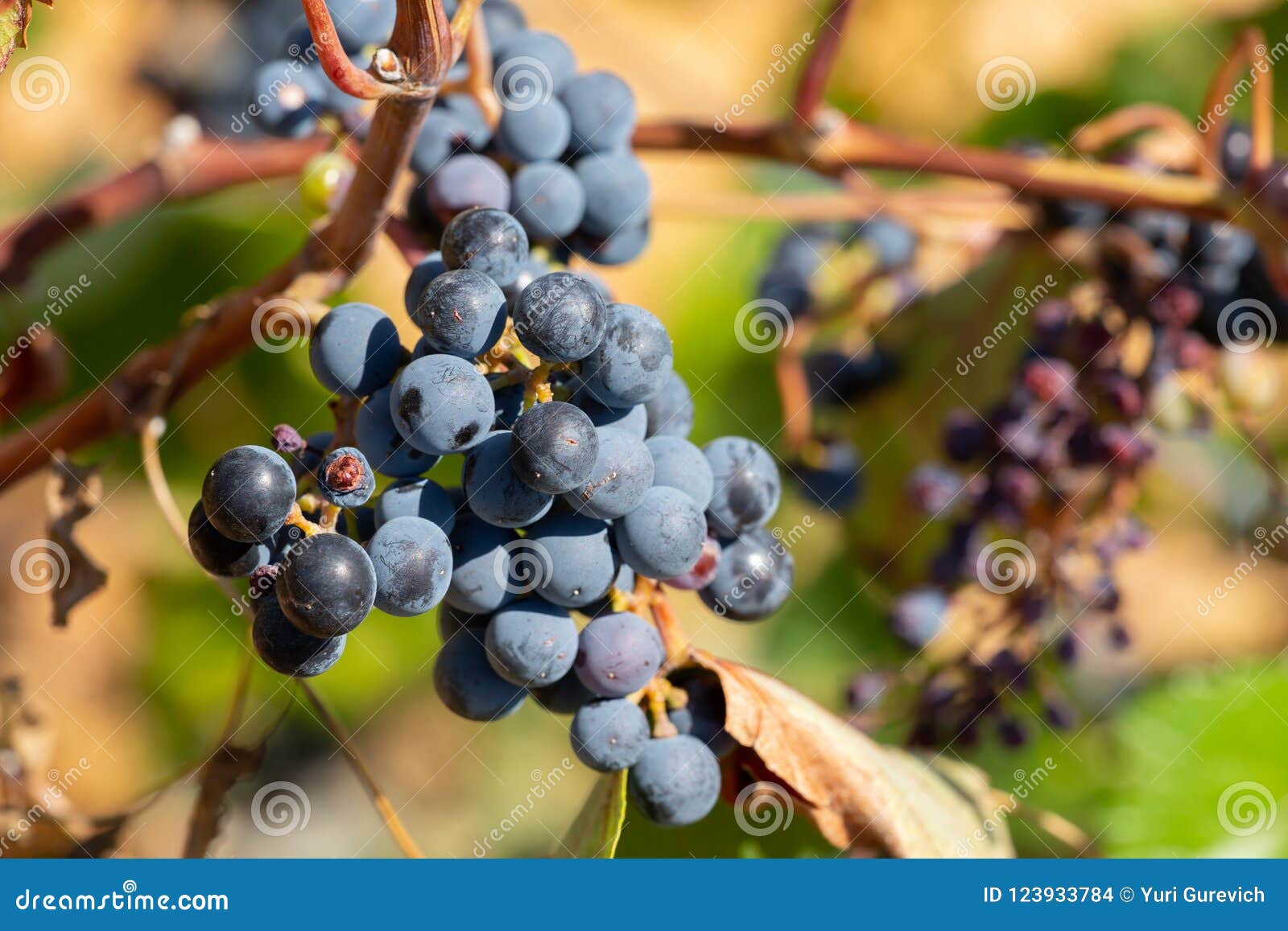 Rijpe die druiven op wijngaarden van druivenbomen worden gehangen In de ochtendwijngaard de winegrowers druiven op de Druif van het wijnstokclose-up het oogsten