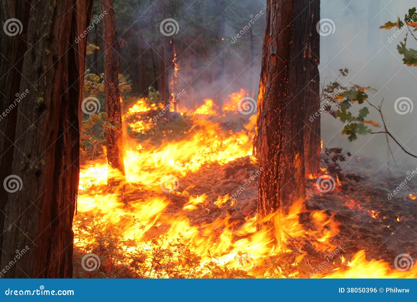 The Rim Fire in Yosemite 2013 Fire Burning Eve Stock Photo Image