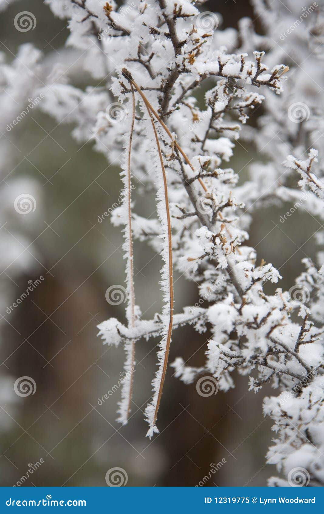 rime covering pine needle in gooseberry bush