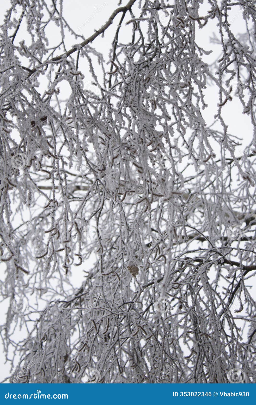 rime ice formed on branches and twigs in the forest
