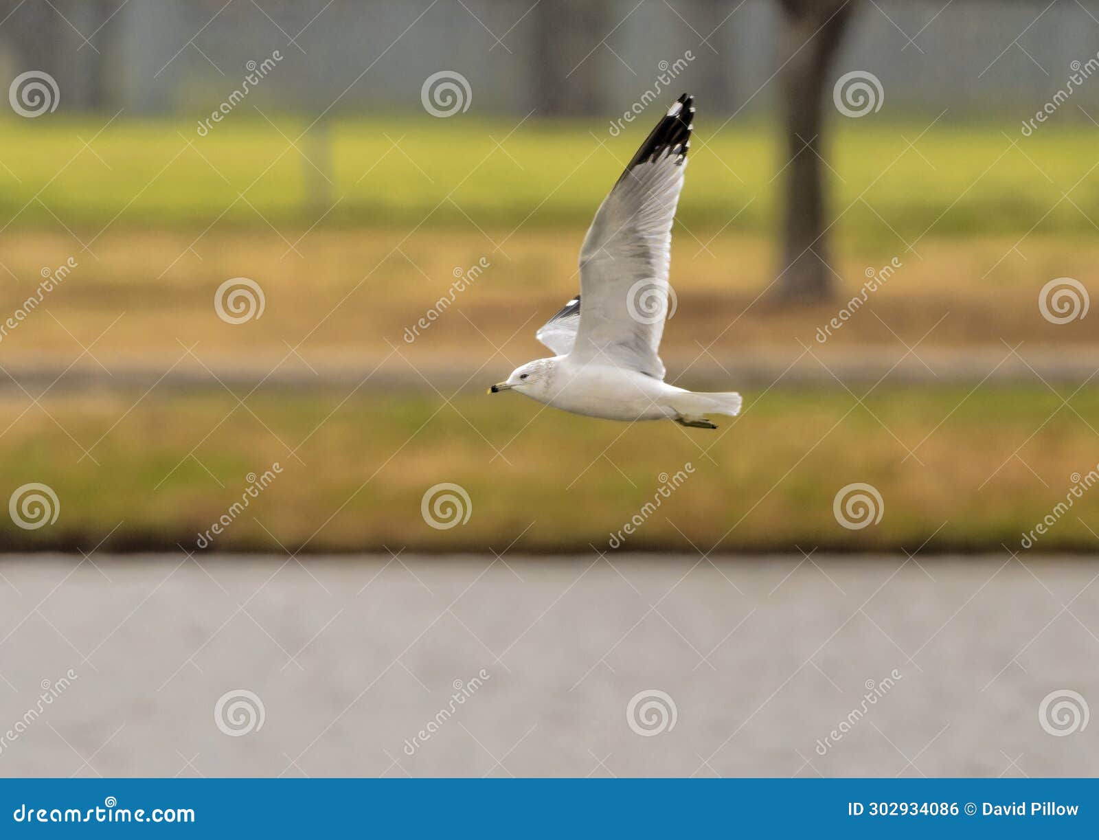 ring-billed gull flying low over a large pond in mcinnish park in carrollton, texas.