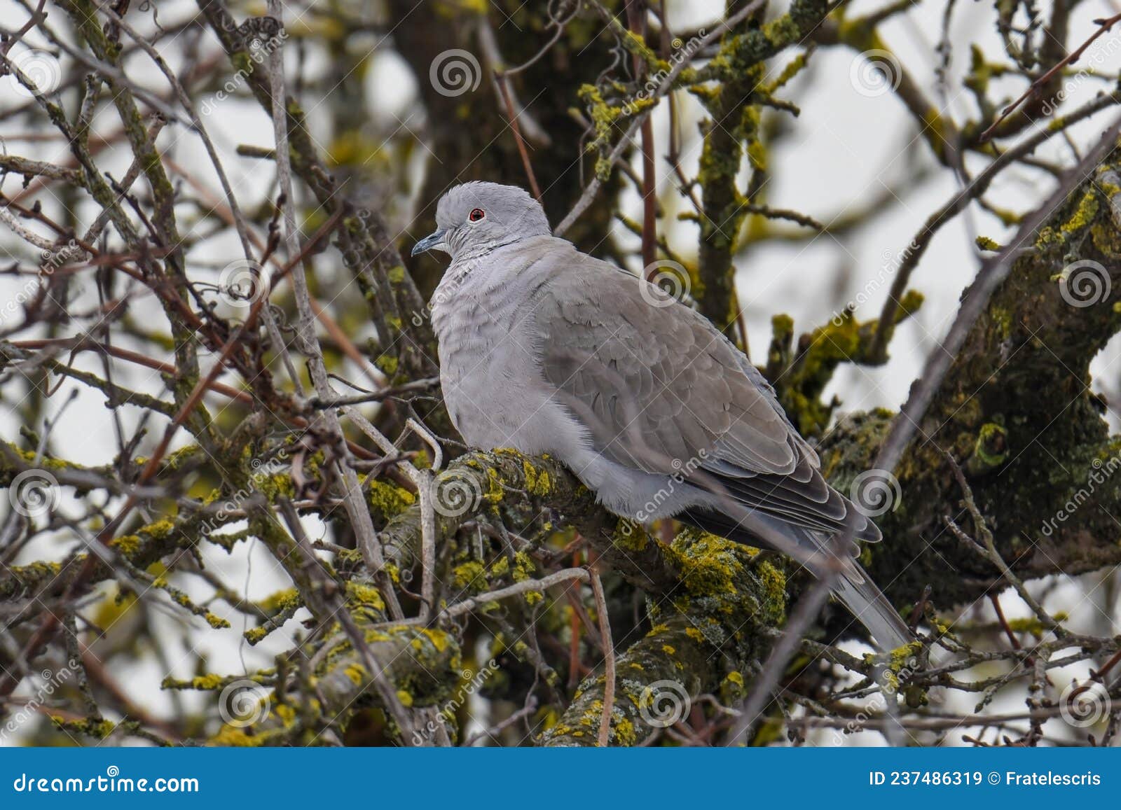 barbary dove, pigeon, ringed turtle dove, ringneck dove, ring dove on a tree - gugustiuc