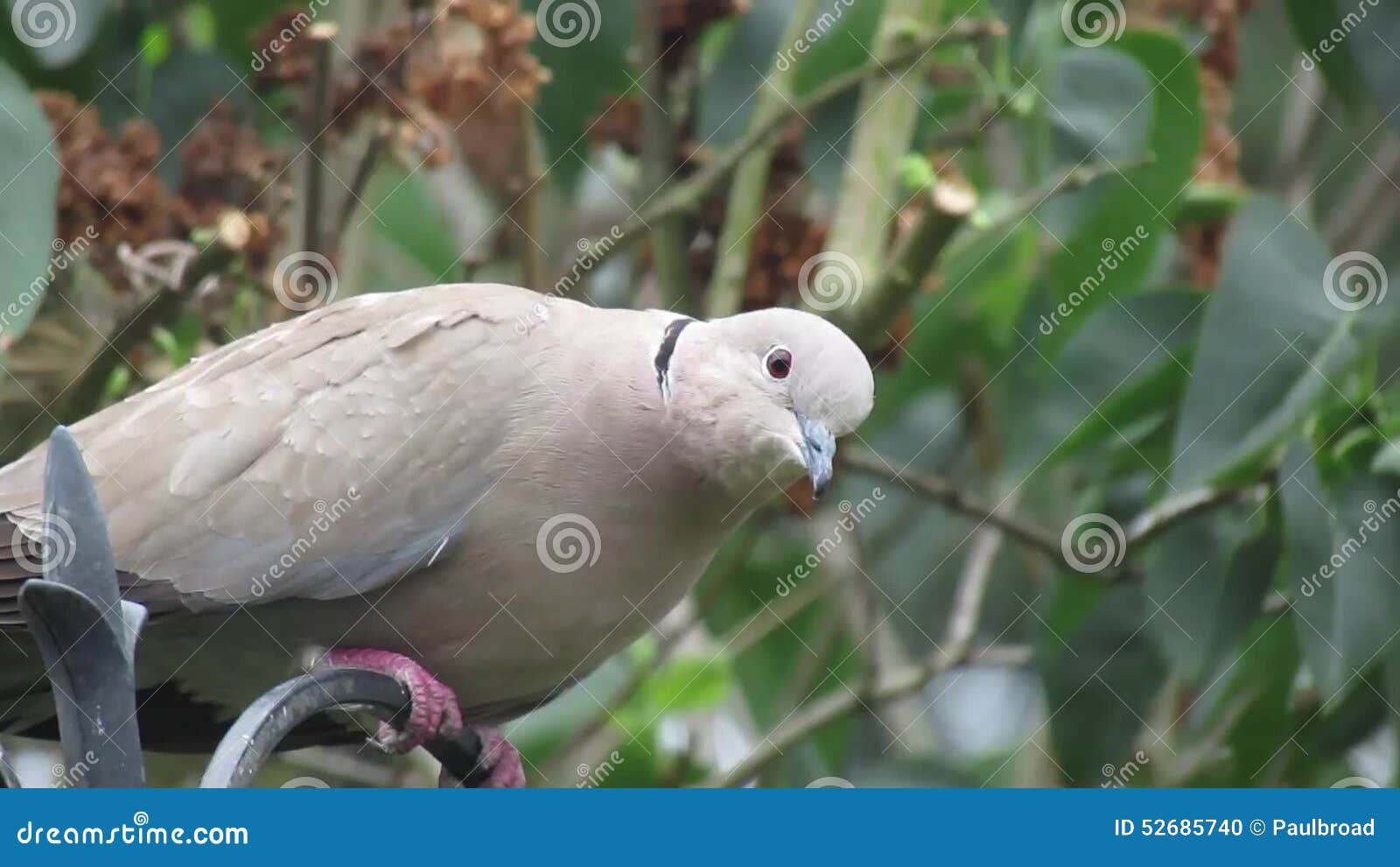 Ring Dove Species Profile | That Bird Blog