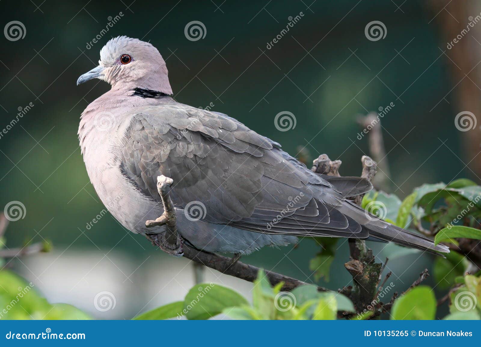 Ringnecked Dove stock image. Image of bird, neck, perched 10135265