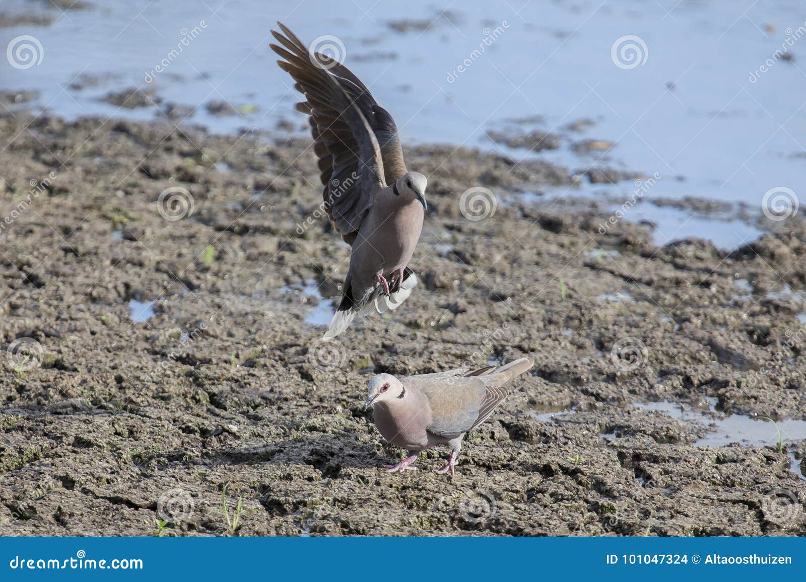 ring-necked dove landing at a muddy pool to drink water with com