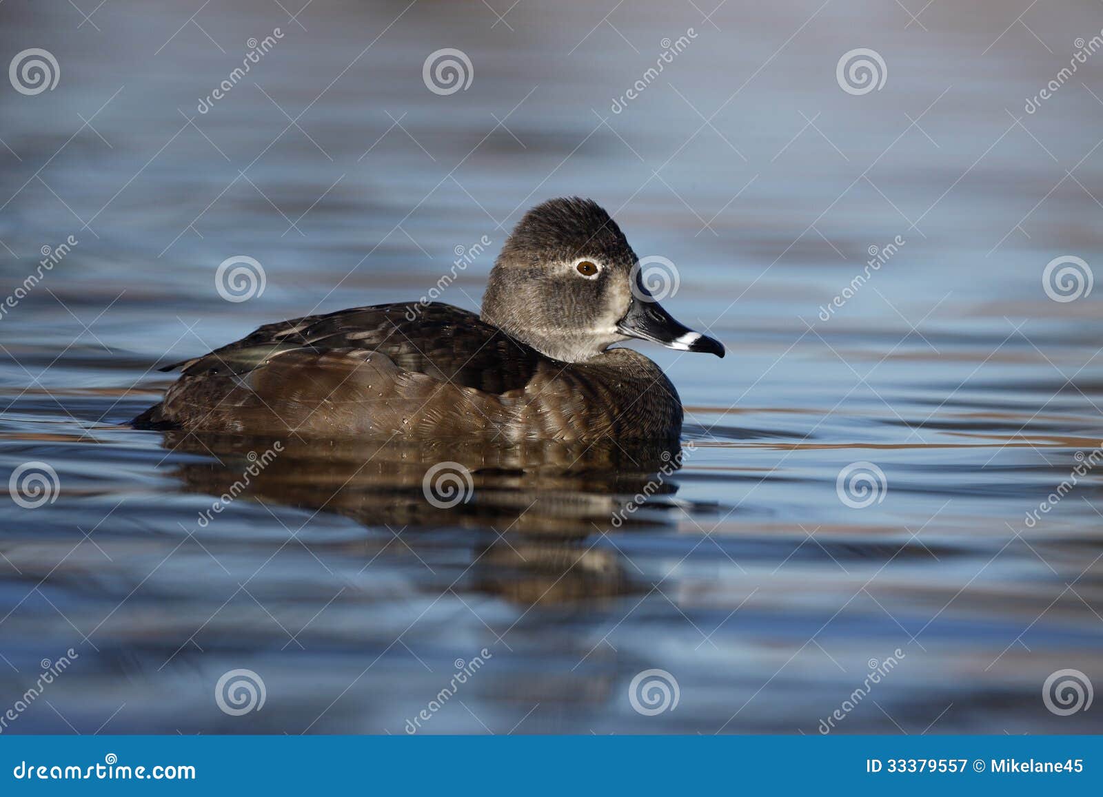 Ring-necked Duck | Audubon Field Guide