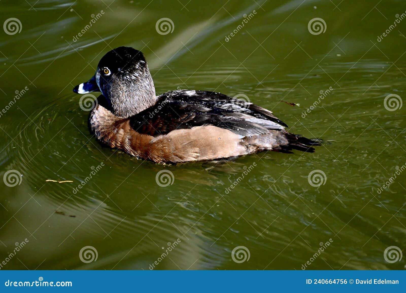 File:Female Ring-necked Duck Aythya collaris.jpg - Wikimedia Commons