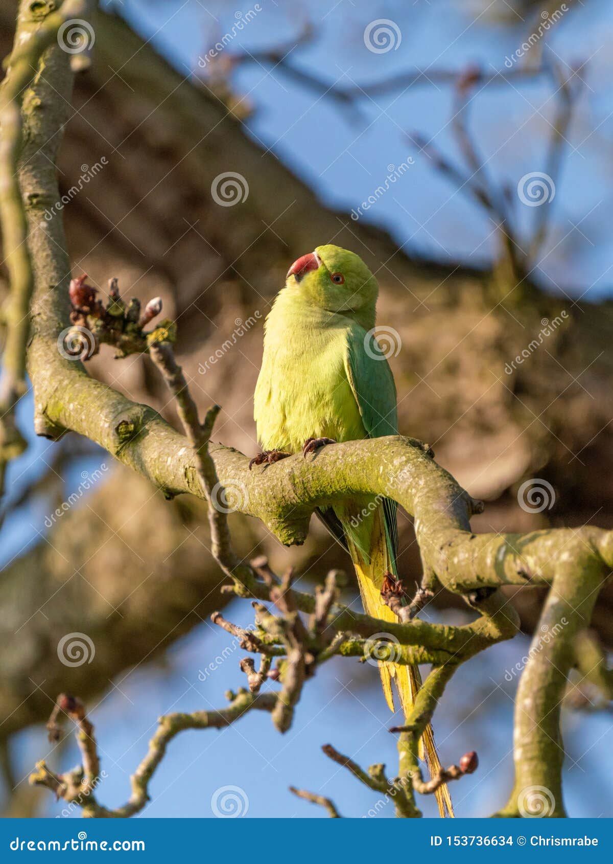 Ring Necked Parakeet Psittacula Krameri In The Uk Stock - 