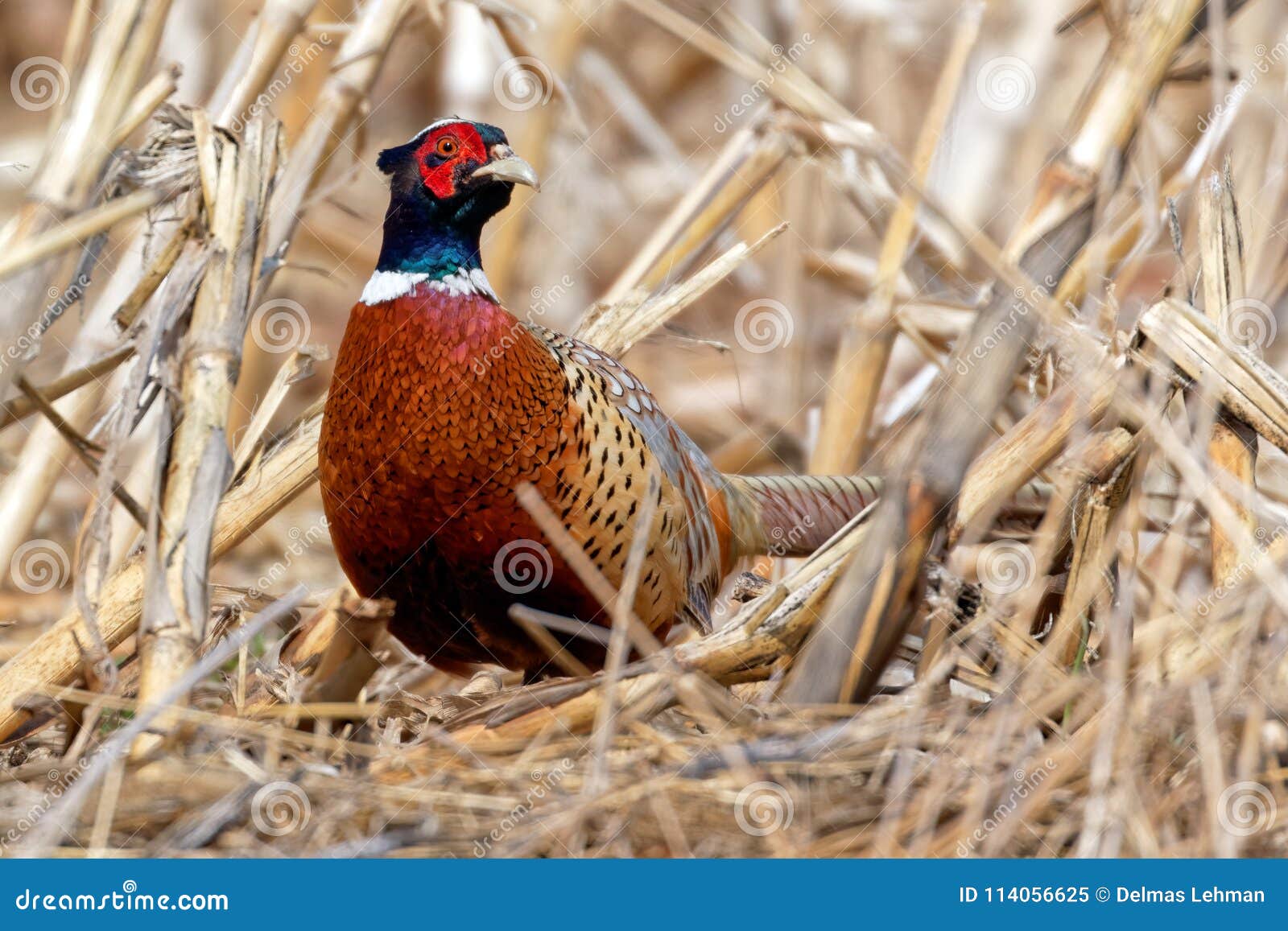 ring-necked pheasant in natural habitat