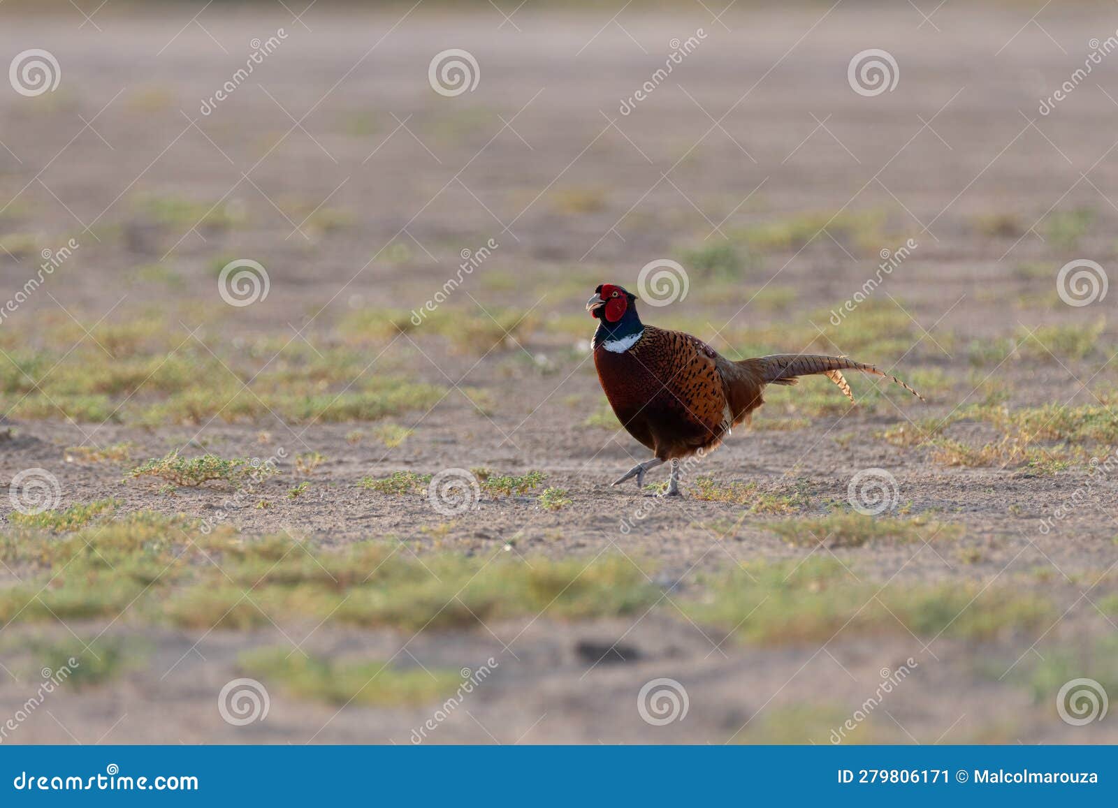 ring-necked pheasant walking across the desert landscape