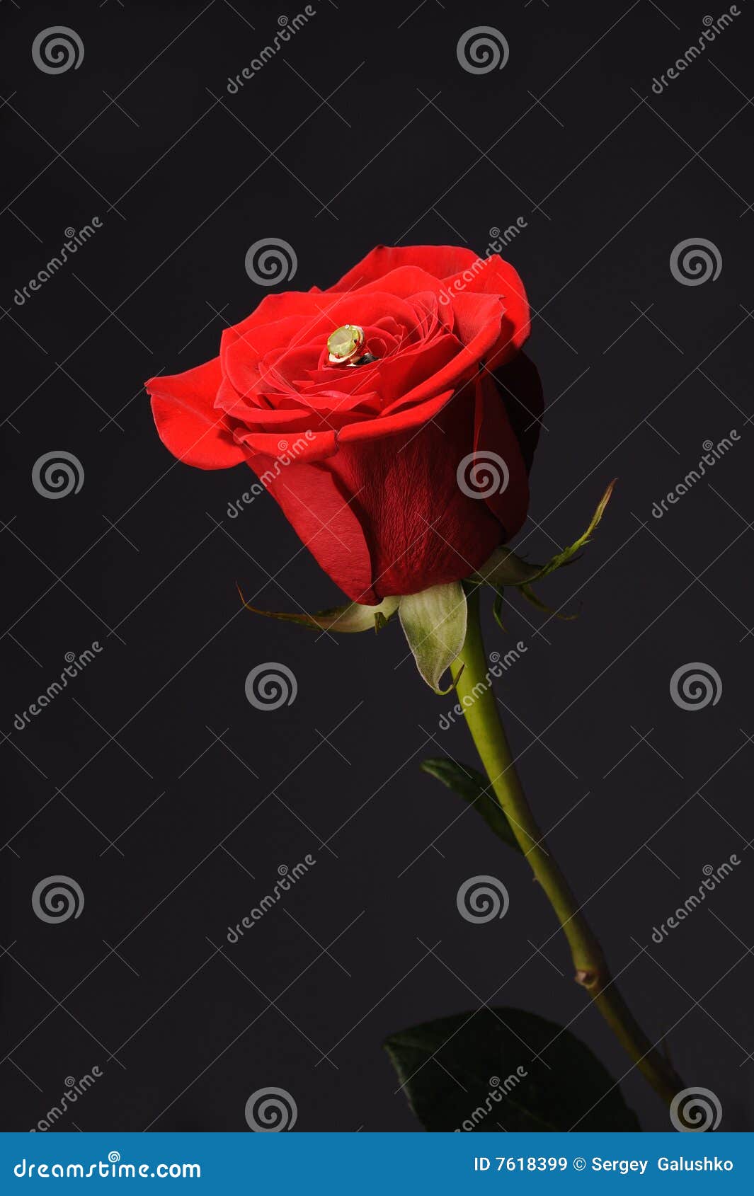 ring in a red rose wrom black background