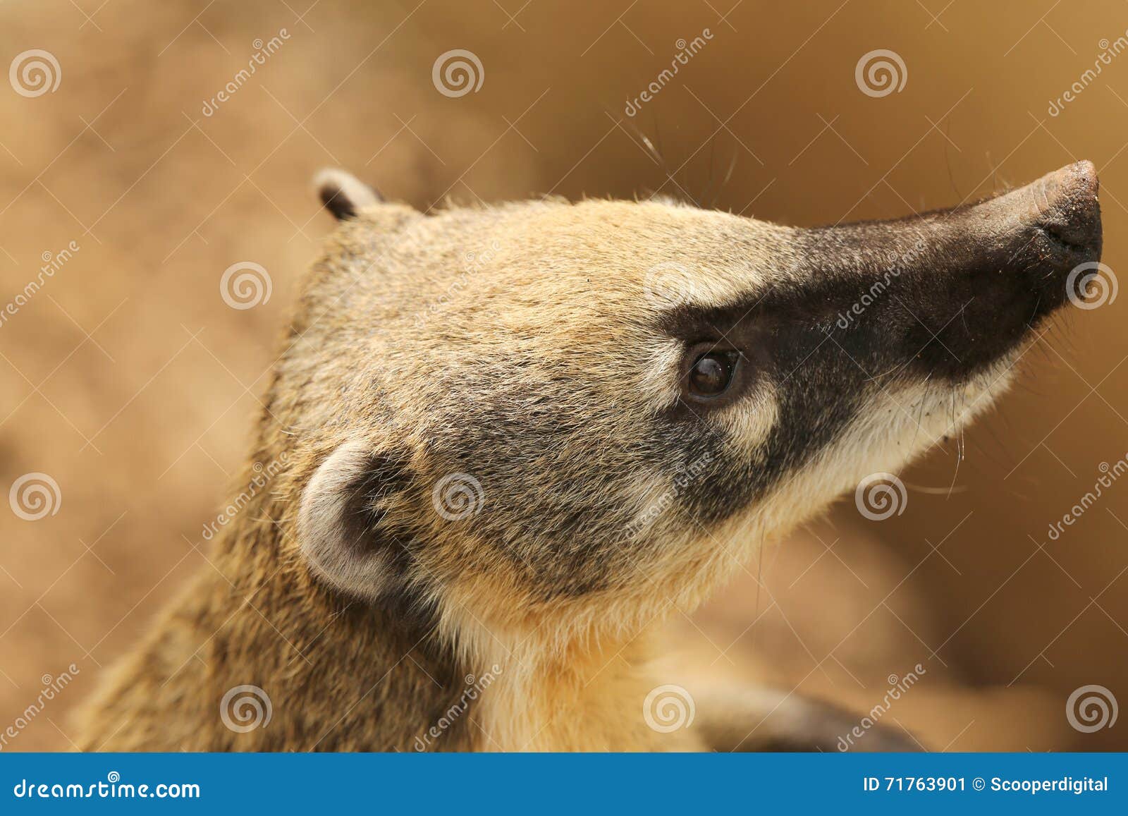 Ring-Tailed Coati stock image. Image of ring, coati, south - 71763901