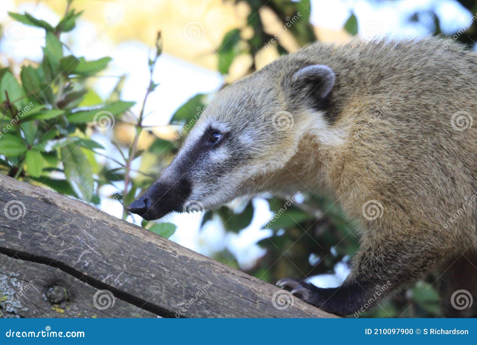 ring tailed coati - marwell zoo