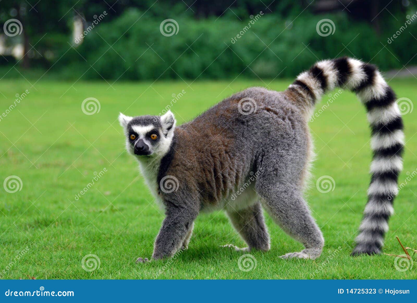 ring tailed lemur stock