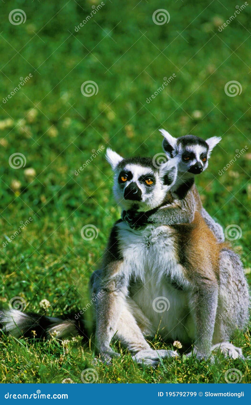 Ring Tailed Lemur, Lemur Catta, Female Sitting with Young Stock Image