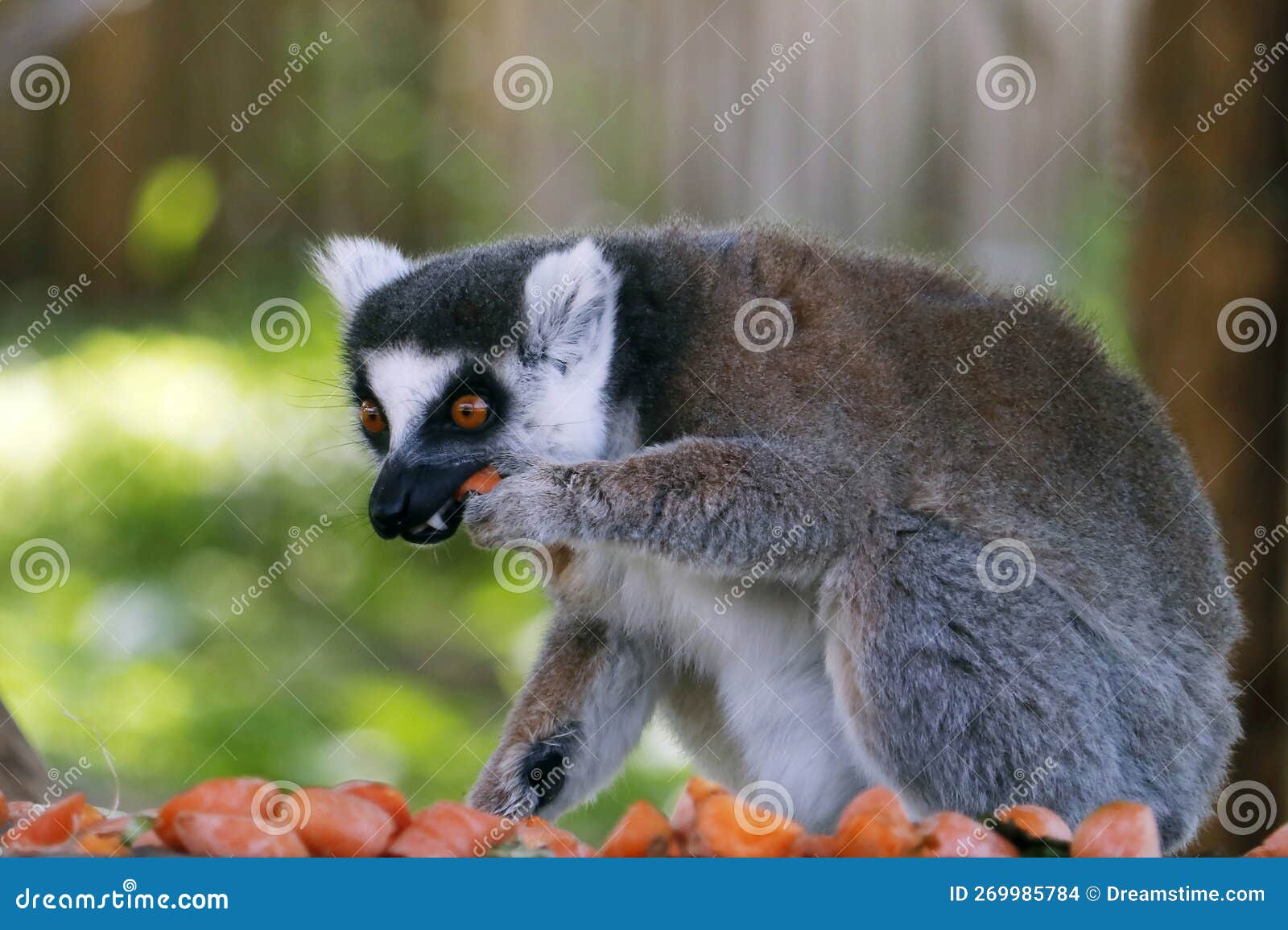 ring-tailed lemur (lemur catta) having food, is a large strepsirrhine primate