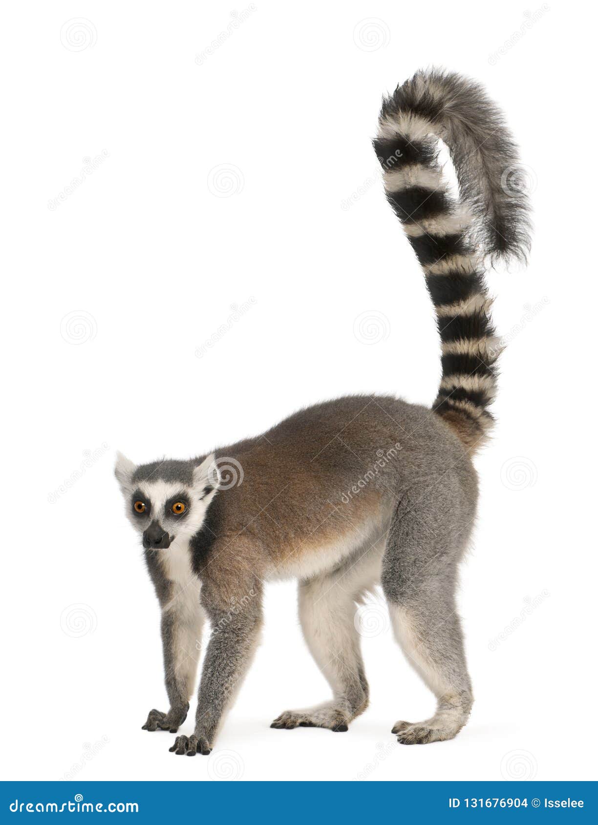 ring-tailed lemur, lemur catta, 7 years old