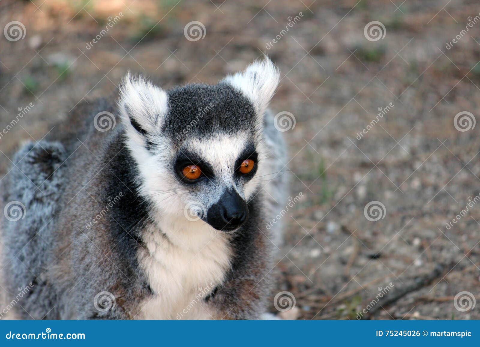 ring-tailed lemur close-up