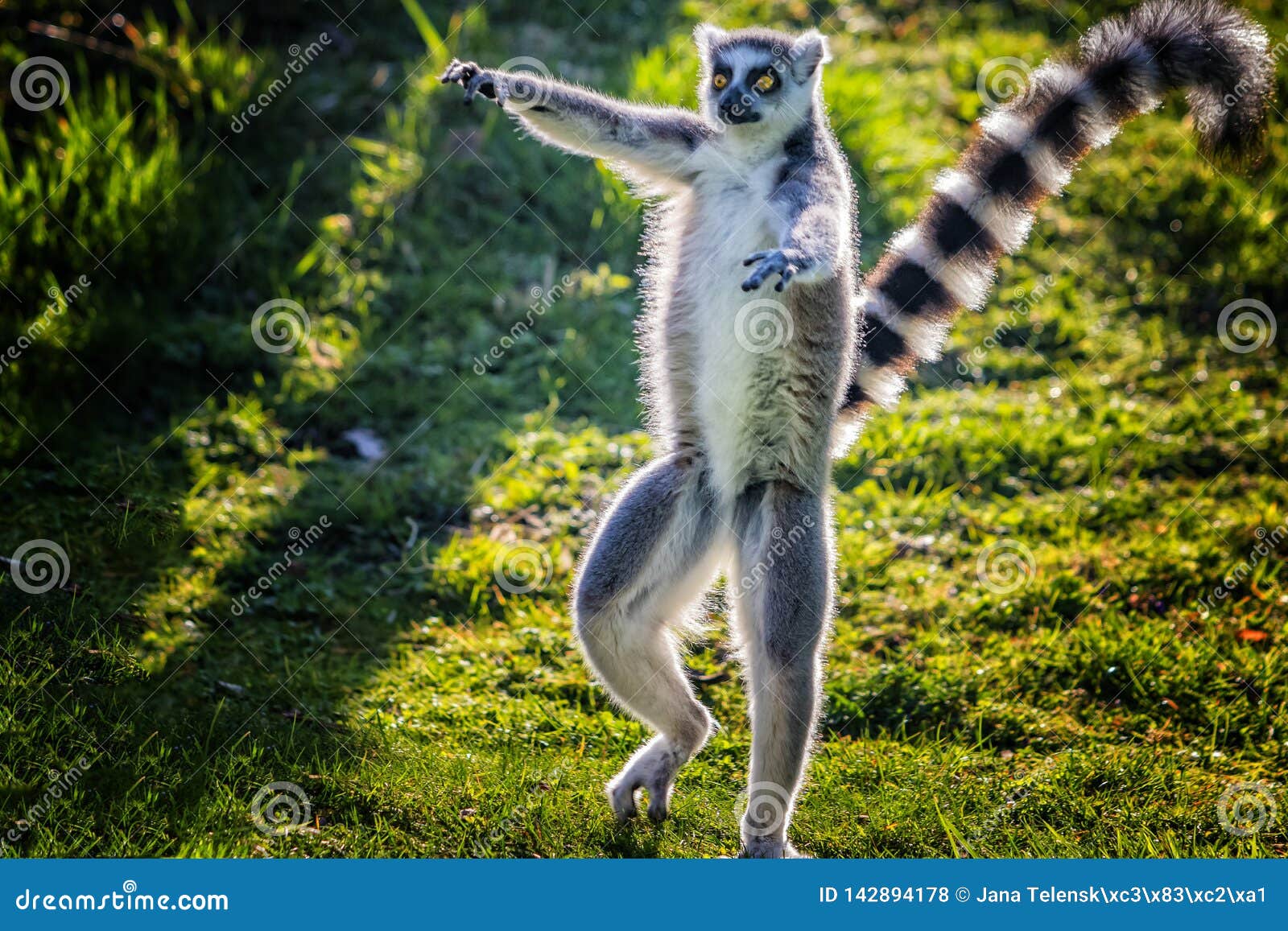 Ringtailed Lemur is Dancing on Green Grass. he Plays and Performs