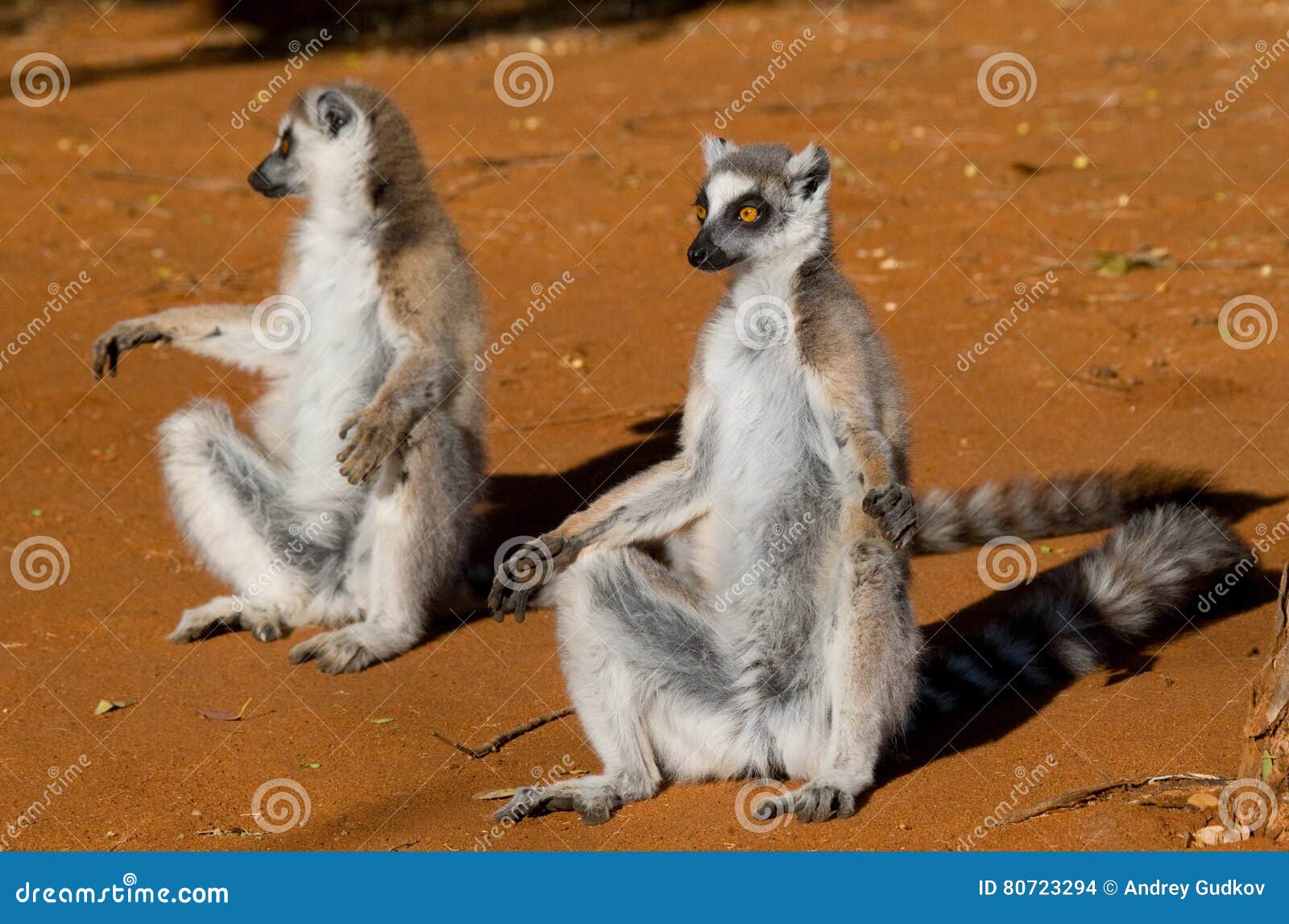 Ring-tailed Lemur, Der Aus Den Grund Sitzt Madagaskar Stockfoto - Bild ...