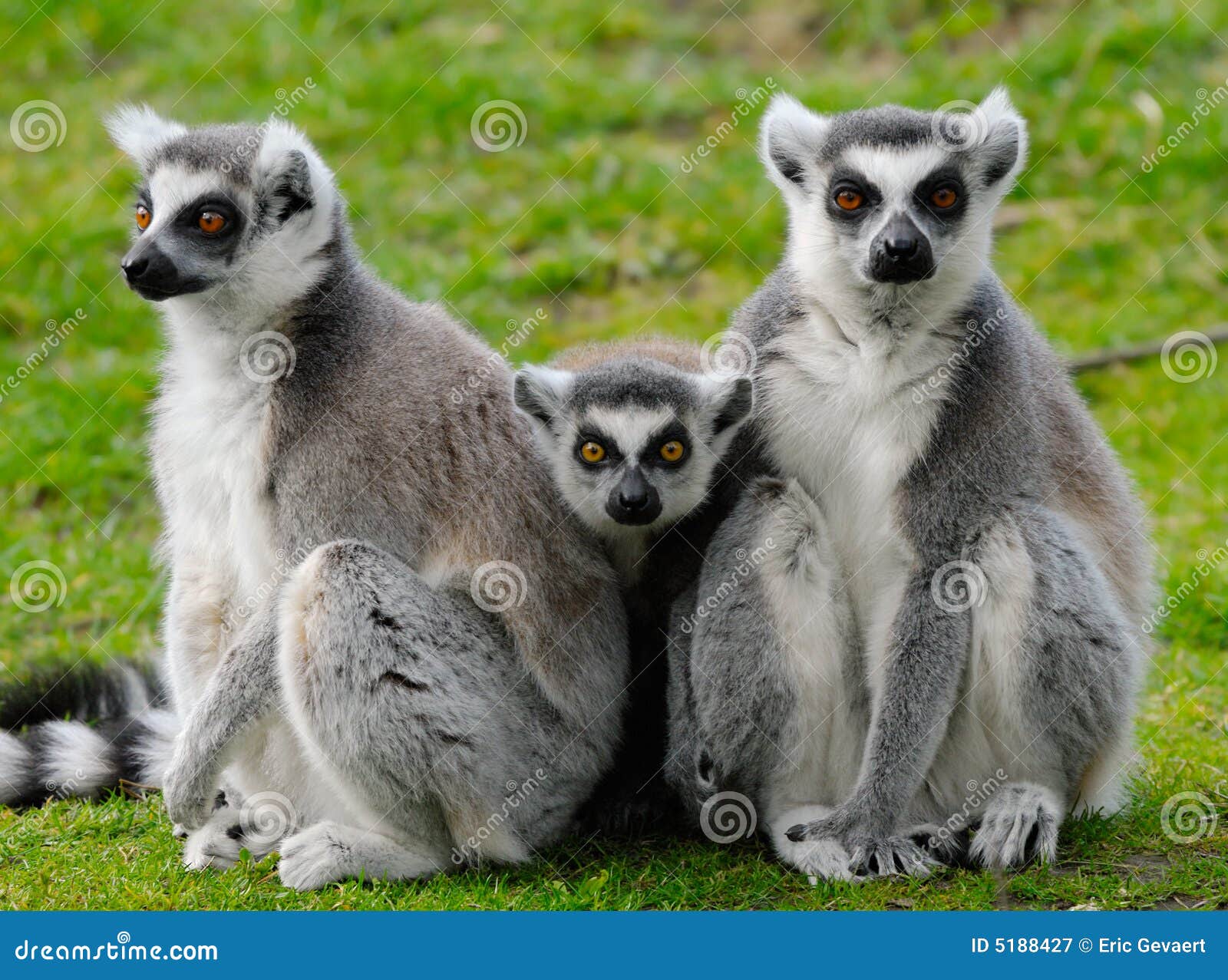 ring-tailed lemur family