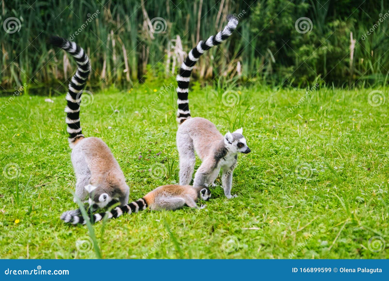 Ring-tailed Lemur Family on the Grass Stock Image - Image of monkeys, animal:  166899599