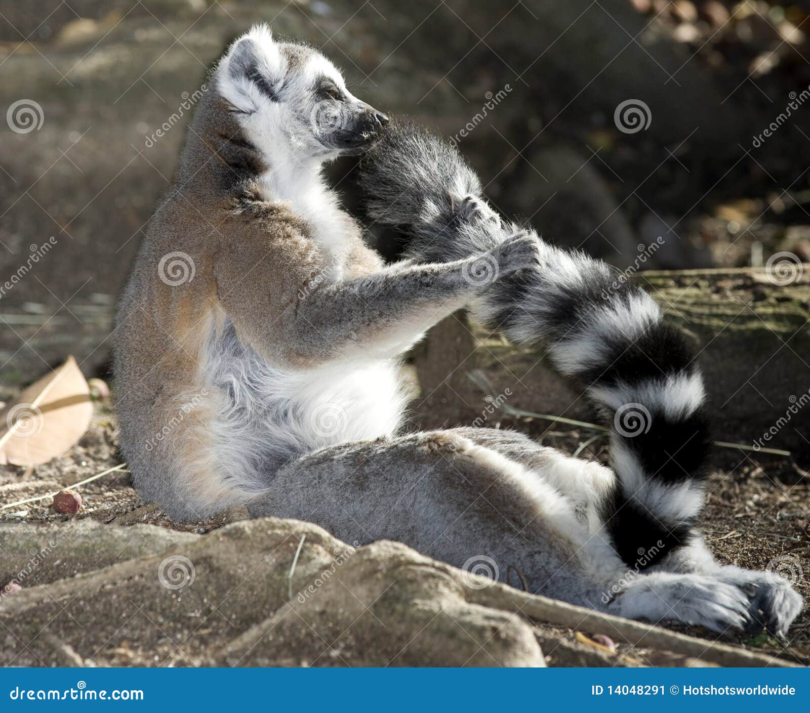 Ring-tailed lemur scent-marking - Stock Video Clip - K008/1581 - Science  Photo Library