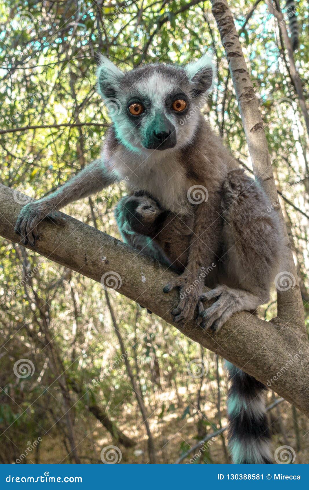 Ring Tailed Lemur Kata ,Close Up Ring-tailed Lemur Baby and Mother, Mother  Breastfeeding Her Baby. Wild Nature Magdagascar Stock Image - Image of  black, friendly: 130388581