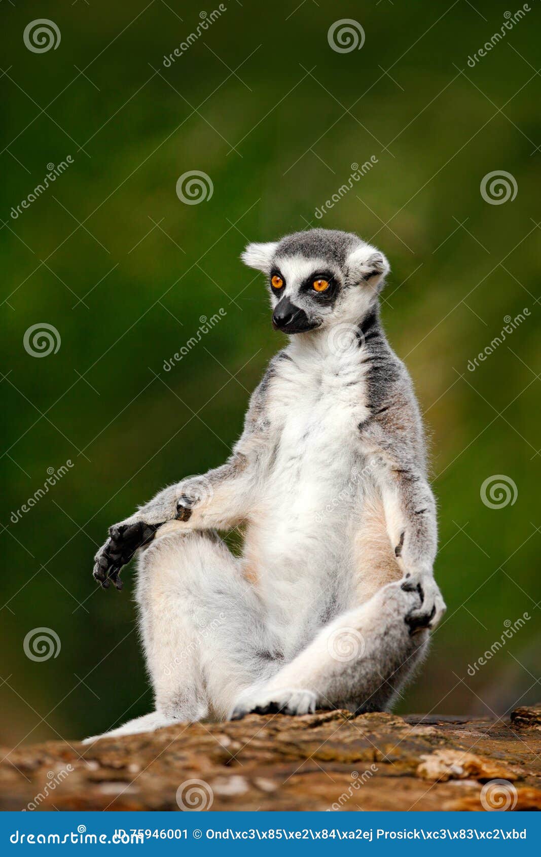 ring-tailed lemur, lemur catta, with green clear background. large strepsirrhine primate in the nature habitat. cute animal from