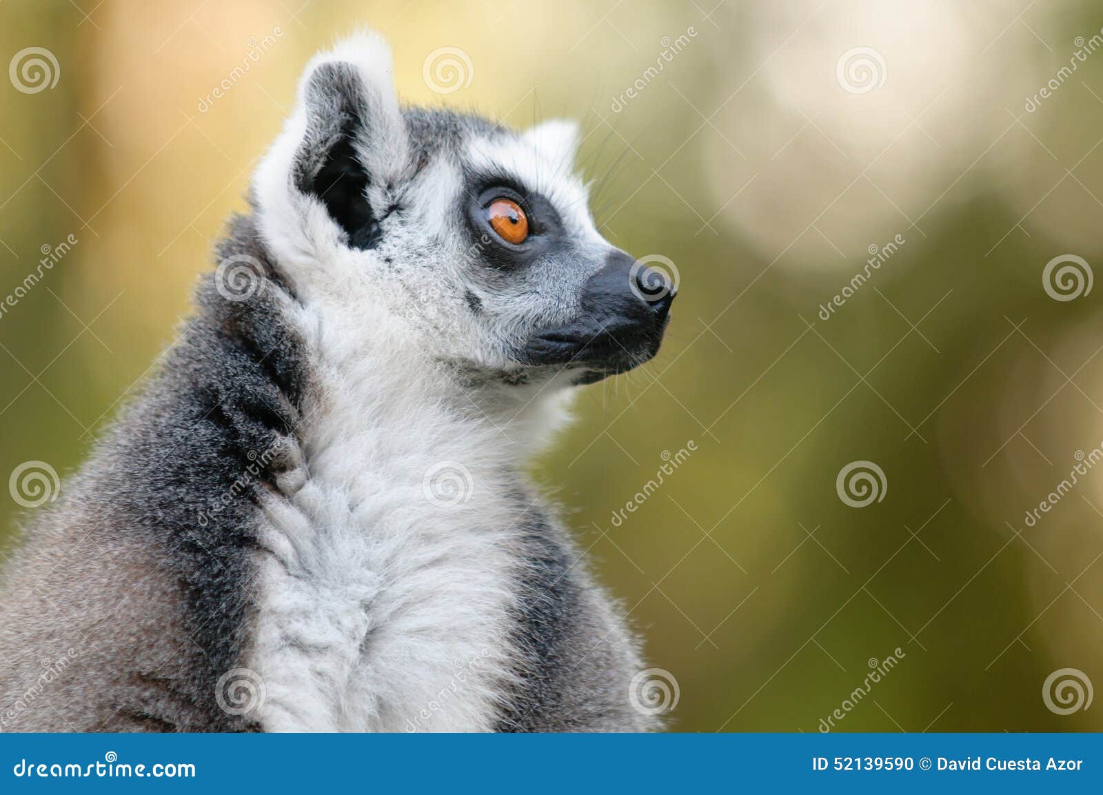 ring-tailed lemur portrait with bokeh background.
