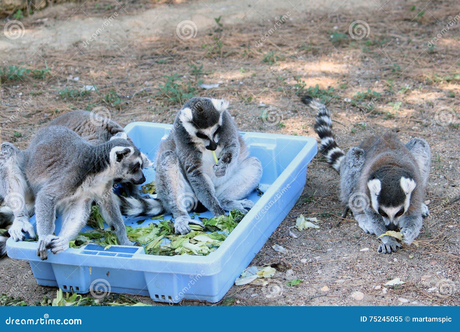 ring-tailed lemurs eating