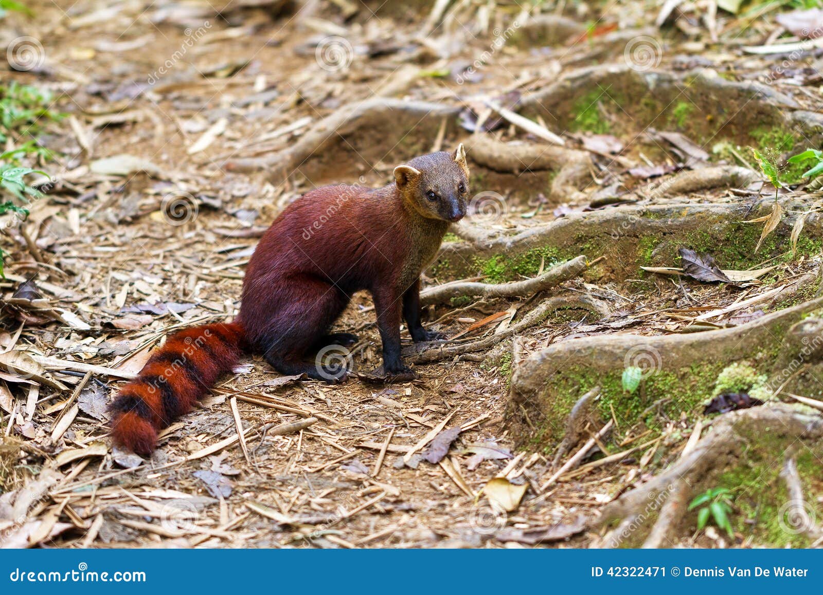 the ring-tailed mongoose