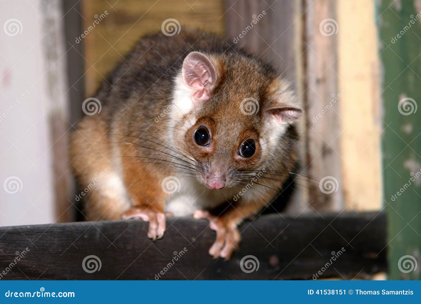 Australian ring-tailed possum a nocturnal marsupial.