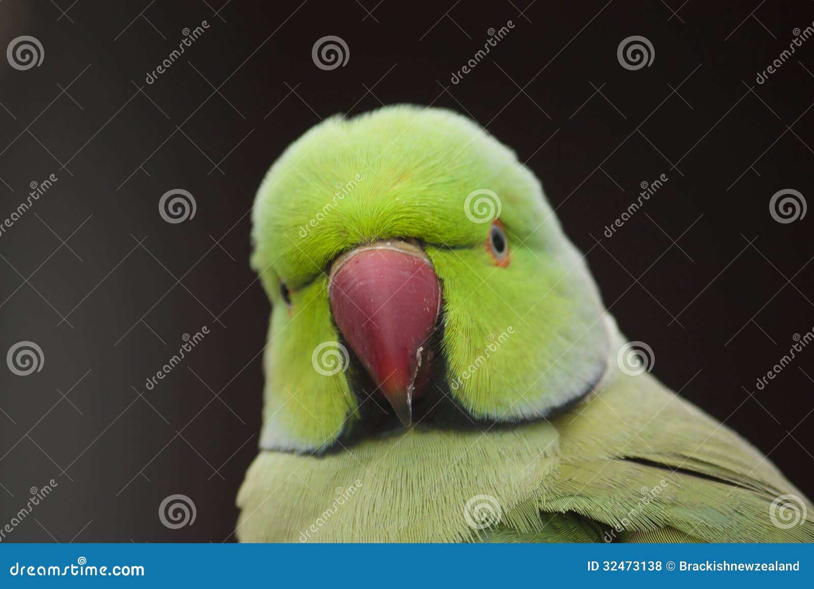 ringneck parrot green ring necked red beak 32473138
