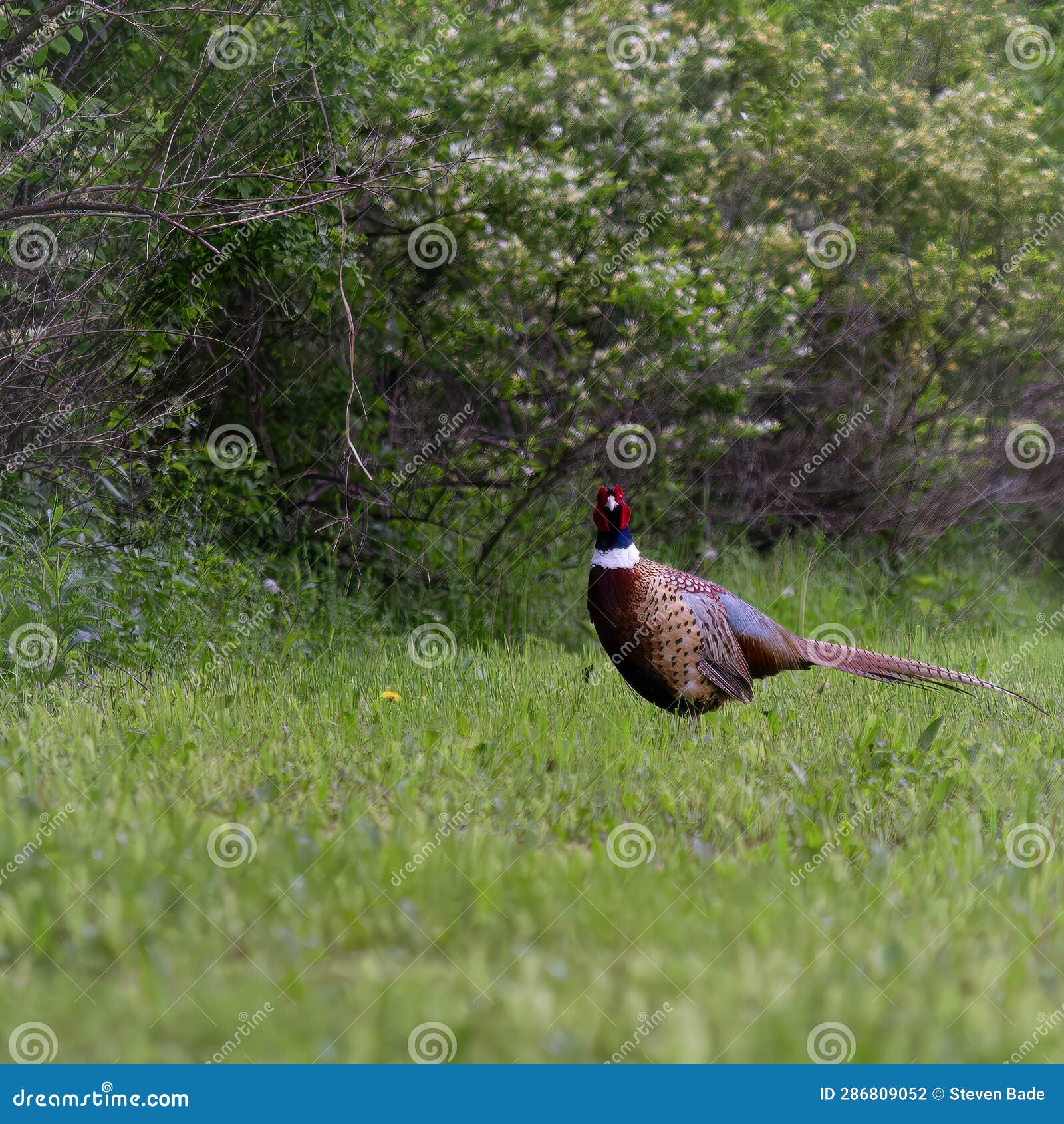 Ringneck Pheasant stock photo. Image of