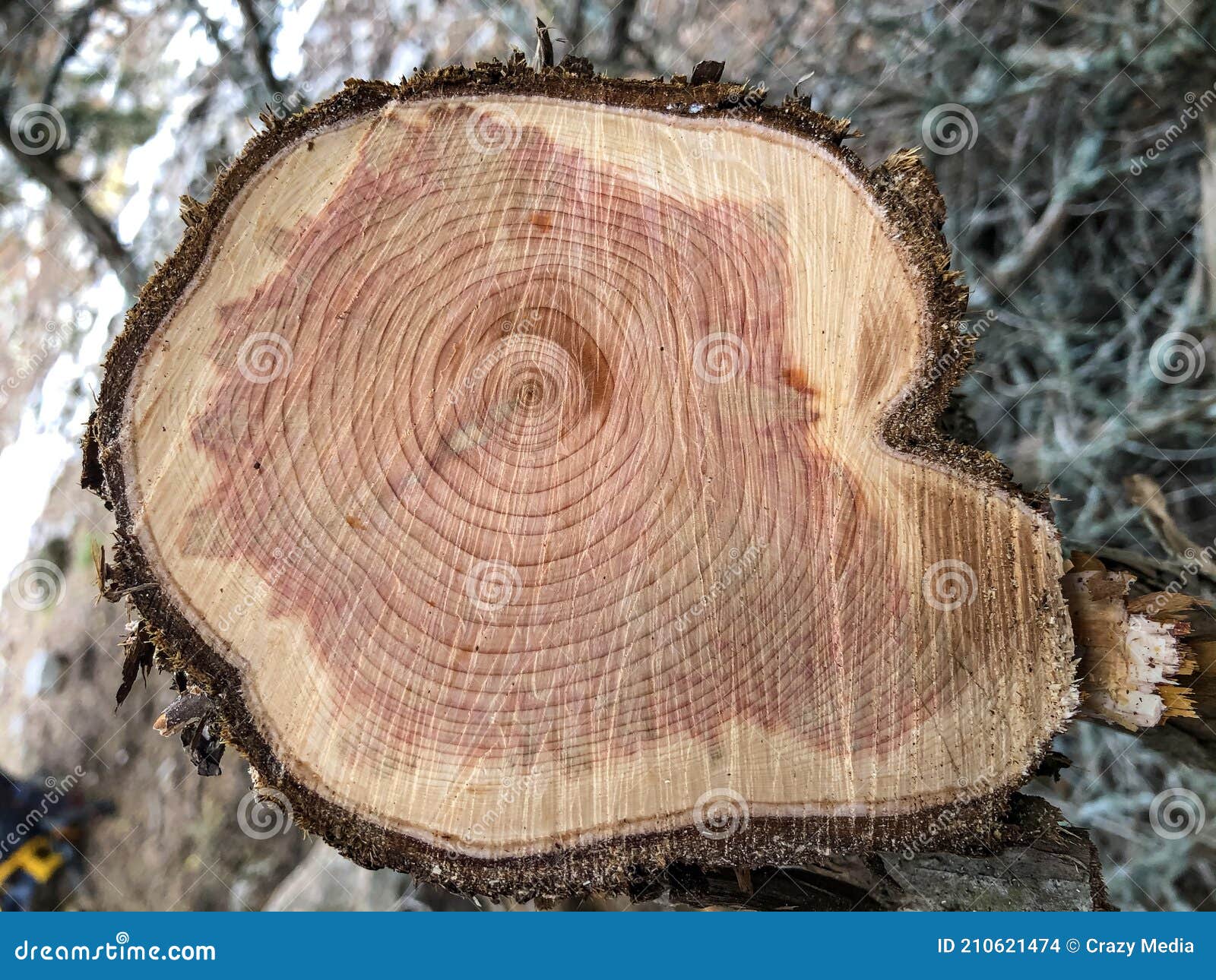 Juniper Wood Texture RoyaltyFree Stock Photo 66021975